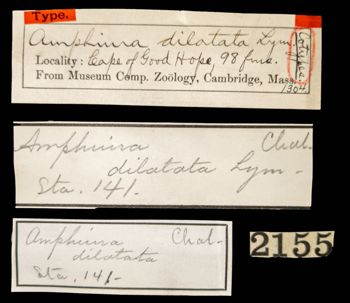 Media type: image; Invertebrate Zoology OPH-1304   Aspect: labels